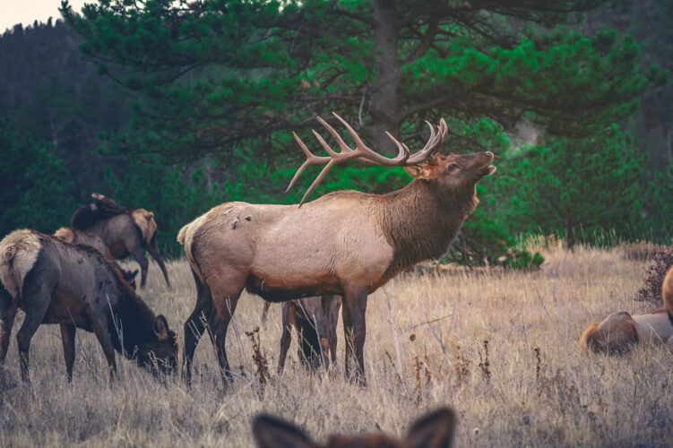 Pennsylvania elk are coming into season soon